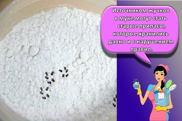 Источником жучков в муке могут стать старые припасы, которые хранились давно и с нарушением правил.