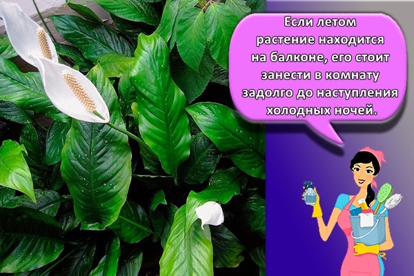 Если летом растение находится на балконе, его стоит занести в комнату задолго до наступления холодных ночей.