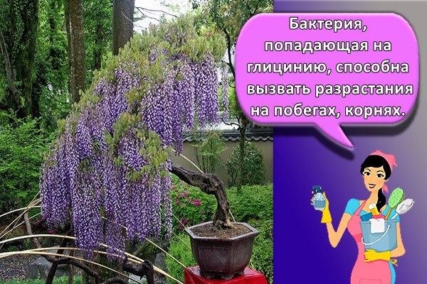Бактерия, попадающая на глицинию, способна вызвать разрастания на побегах, корнях.