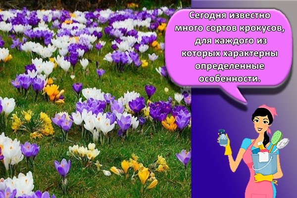 Сегодня известно много сортов крокусов, для каждого из которых характерны определенные особенности.