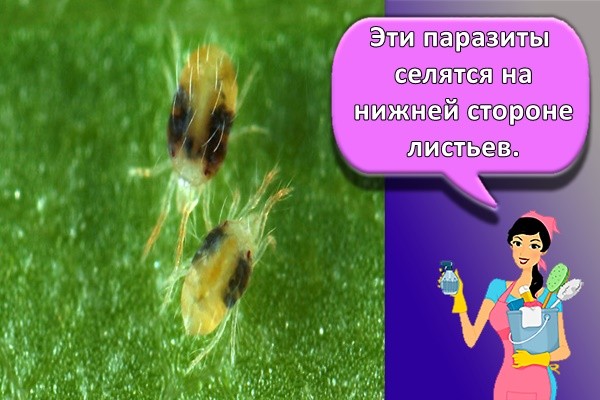 Эти паразиты селятся на нижней стороне листьев.
