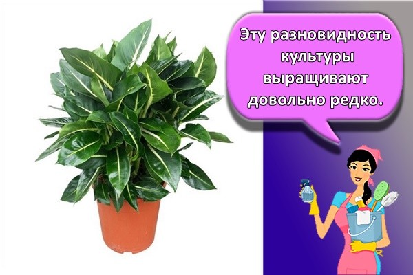 Эту разновидность культуры выращивают довольно редко.