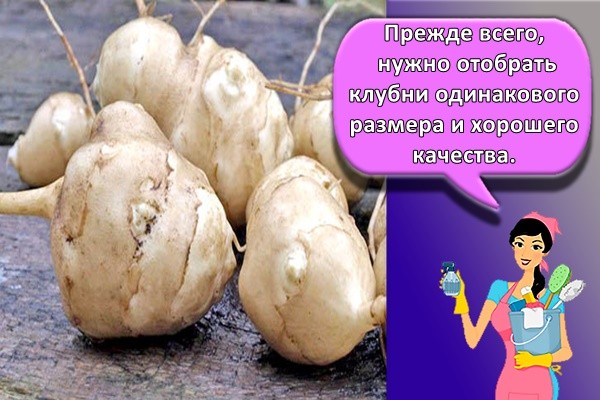 Прежде всего, нужно отобрать клубни одинакового размера и хорошего качества