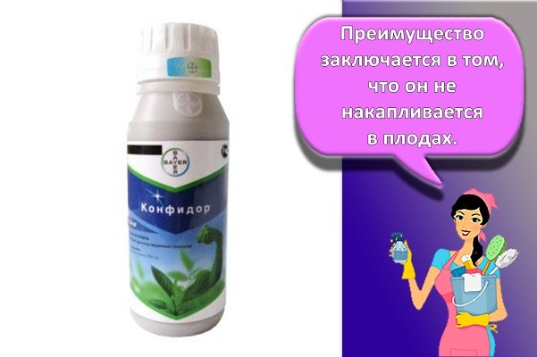 конфидор