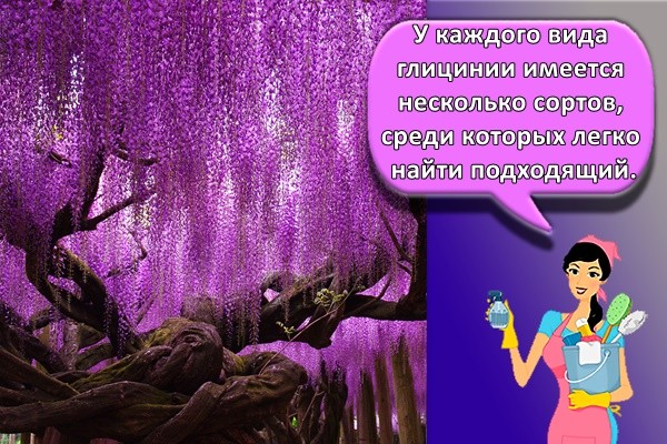 У каждого вида глицинии имеется несколько сортов, среди которых легко найти подходящий