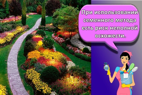 При использовании семенного метода есть риск неполной всхожести.