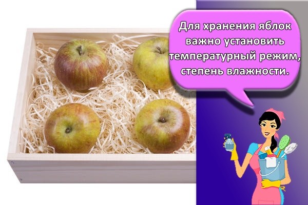 Для хранения яблок важно установить температурный режим, степень влажности.