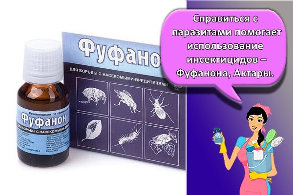 Справиться с паразитами помогает использование инсектицидов – Фуфанона, Актары.