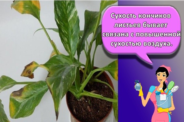 Сухость кончиков листьев бывает связана с повышенной сухостью воздуха.