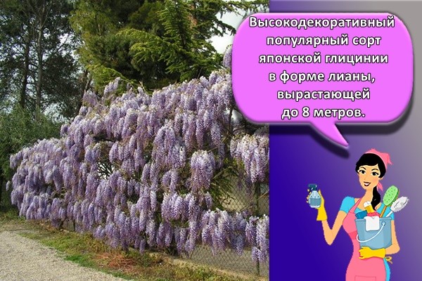 Высокодекоративный популярный сорт японской глицинии в форме лианы, вырастающей до 8 метров.