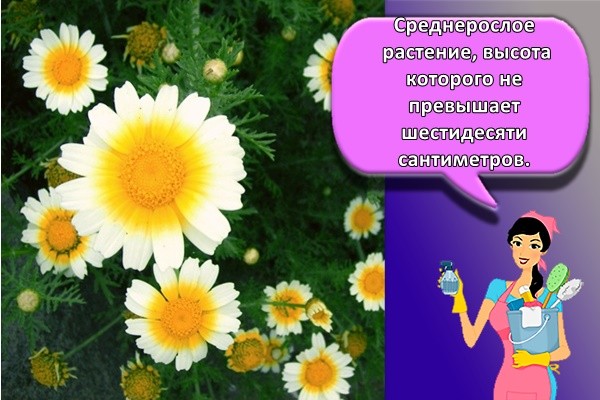 Среднерослое растение, высота которого не превышает шестидесяти сантиметров.