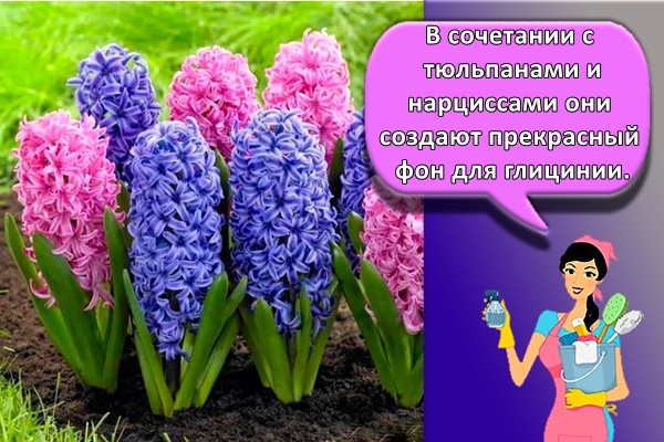 В сочетании с тюльпанами и нарциссами они создают прекрасный фон для глицинии.
