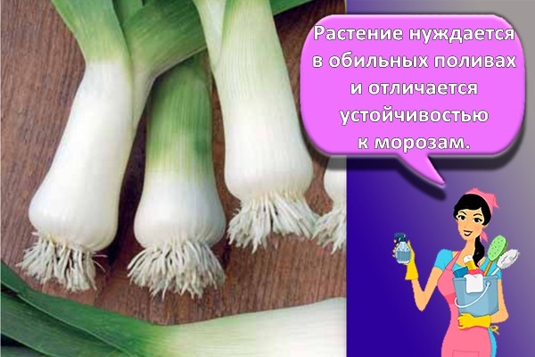 Элефант