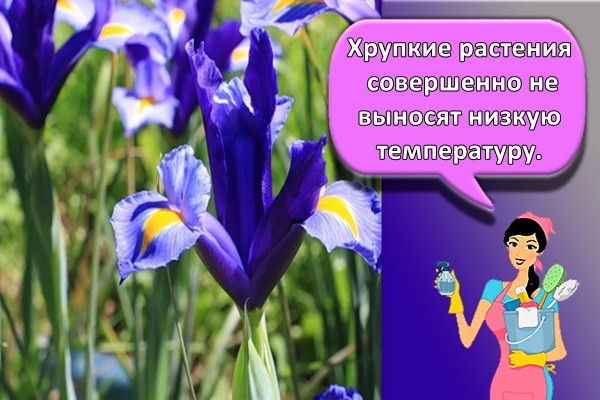 Хрупкие растения совершенно не выносят низкую температуру.
