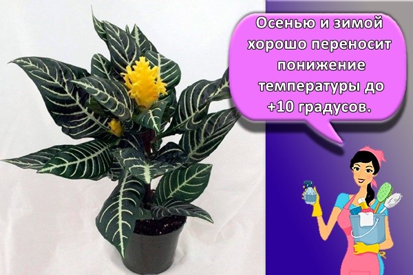 Осенью и зимой хорошо переносит понижение температуры до +10 градусов.