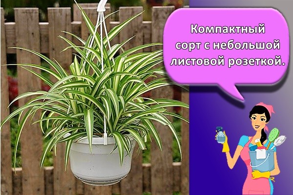 Компактный сорт с небольшой листовой розеткой.