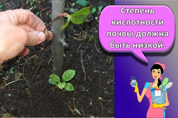 Степень кислотности почвы должна быть низкой.