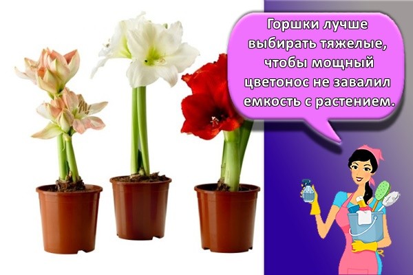 Горшки лучше выбирать тяжелые, чтобы мощный цветонос не завалил емкость с растением.