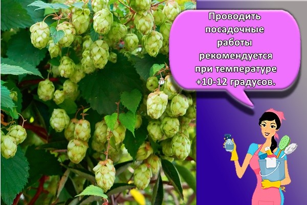 Проводить посадочные работы рекомендуется при температуре +10-12 градусов.