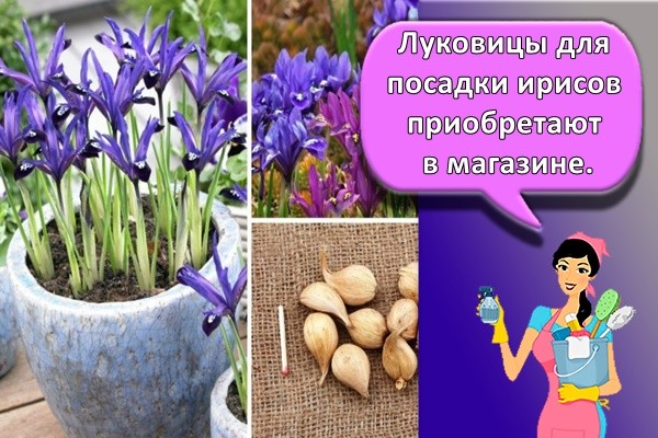 Луковицы для посадки ирисов приобретают в магазине.