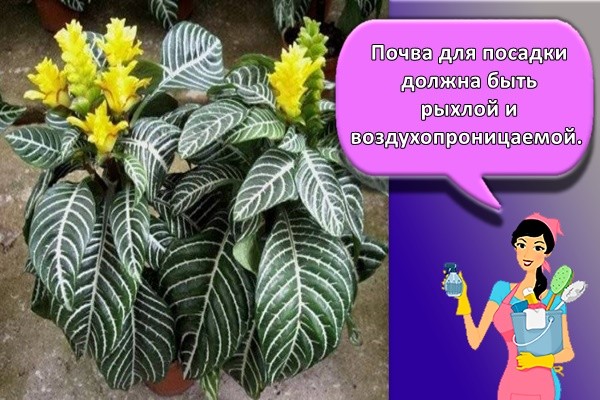 Почва для посадки должна быть рыхлой и воздухопроницаемой.