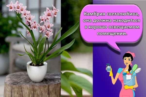 Камбрия светолюбива, она должна находиться в хорошо освещаемом помещении.