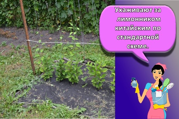 Ухаживают за лимонником китайским по стандартной схеме