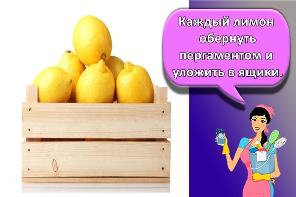 Каждый лимон обернуть пергаментом и уложить в ящики.