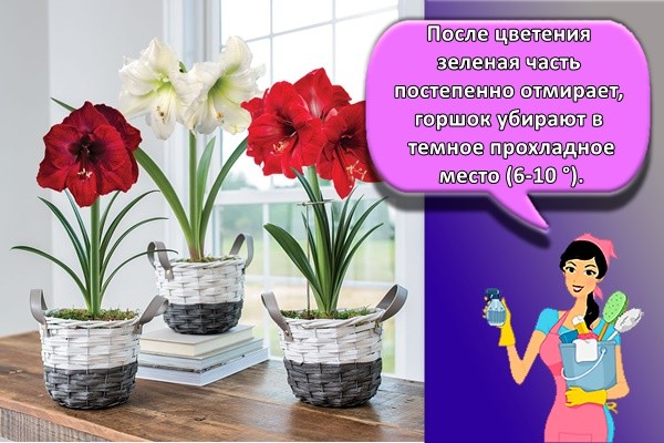 После цветения зеленая часть постепенно отмирает, горшок убирают в темное прохладное место (6-10 °).
