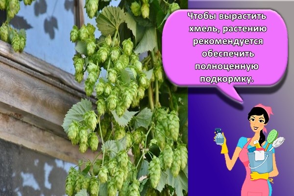 Чтобы вырастить хмель, растению рекомендуется обеспечить полноценную подкормку.