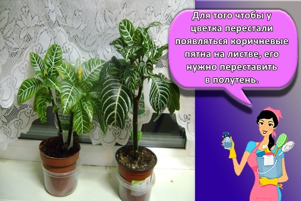 Для того чтобы у цветка перестали появляться коричневые пятна на листве, его нужно переставить в полутень.