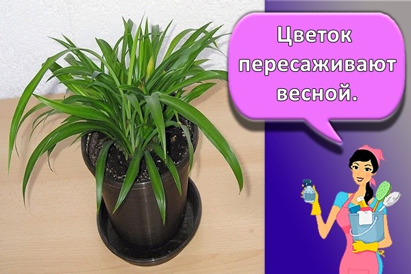 Цветок пересаживают весной.