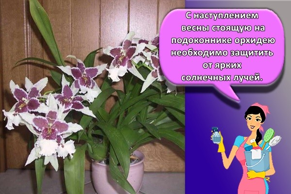 С наступлением весны стоящую на подоконнике орхидею необходимо защитить от ярких солнечных лучей.