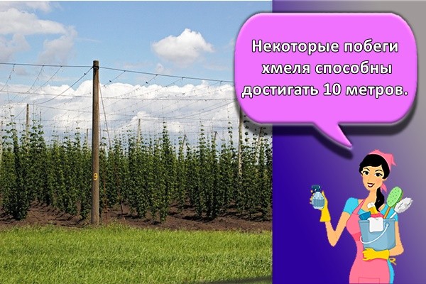 Некоторые побеги хмеля способны достигать 10 метров.