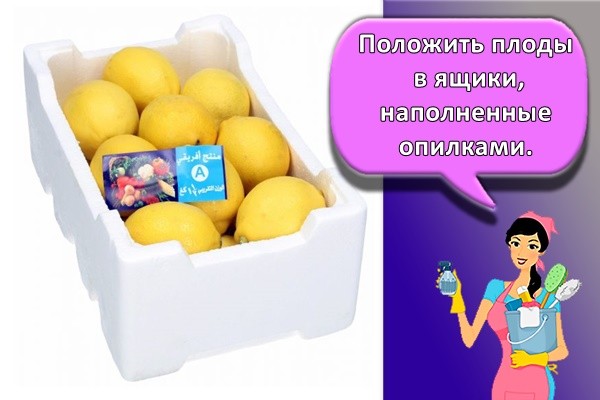 Положить плоды в ящики, наполненные опилками.