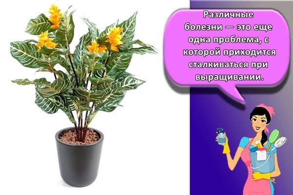 Различные болезни — это еще одна проблема, с которой приходится сталкиваться при выращивании.