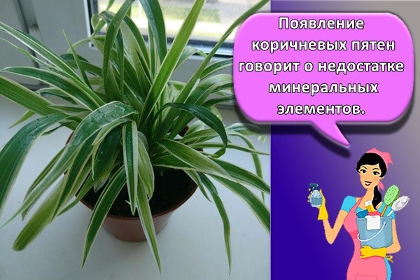 Появление коричневых пятен говорит о недостатке минеральных элементов.