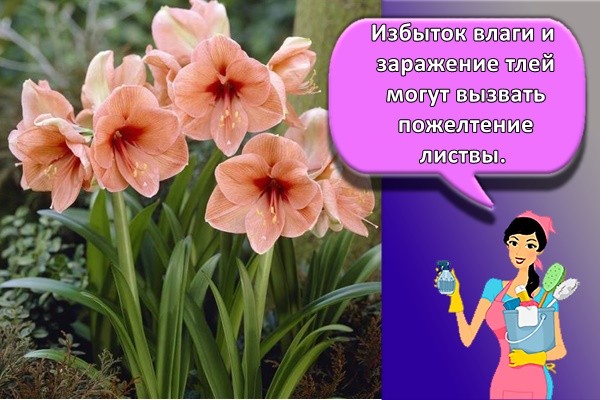 Избыток влаги и заражение тлей могут вызвать пожелтение листвы.