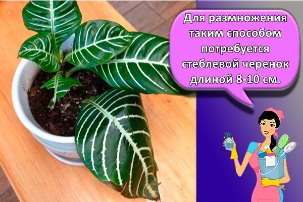 Для размножения таким способом потребуется стеблевой черенок длиной 8-10 см.