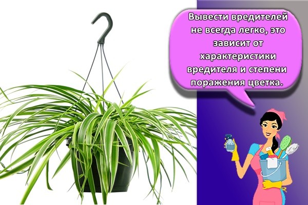 Вывести вредителей не всегда легко, это зависит от характеристики вредителя и степени поражения цветка.