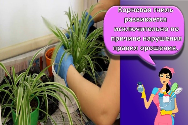 Корневая гниль развивается исключительно по причине нарушения правил орошения.