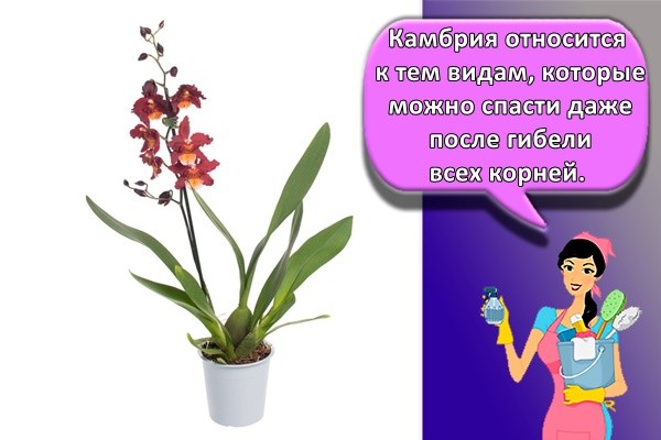 Камбрия относится к тем видам, которые можно спасти даже после гибели всех корней.