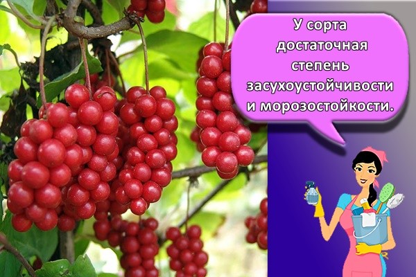 У сорта достаточная степень засухоустойчивости и морозостойкости.