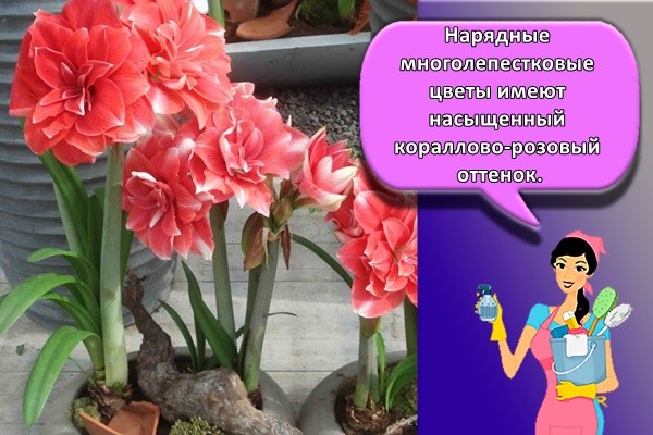Нарядные многолепестковые цветы имеют насыщенный кораллово-розовый оттенок.