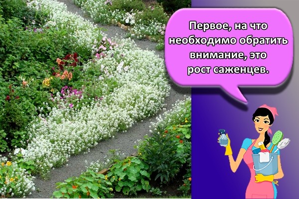 Первое, на что необходимо обратить внимание, это рост саженцев.