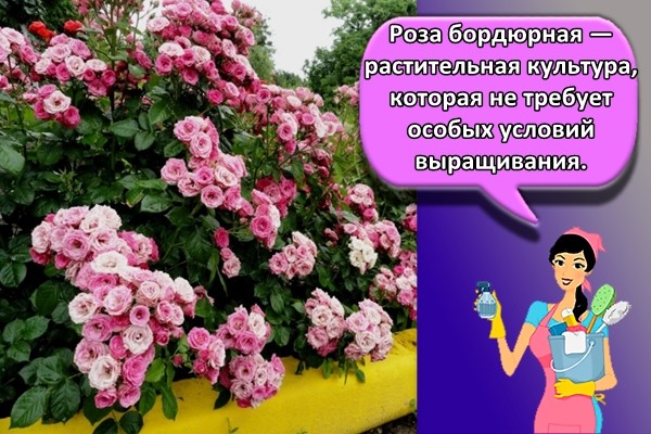 Роза бордюрная — растительная культура, которая не требует особых условий выращивания.