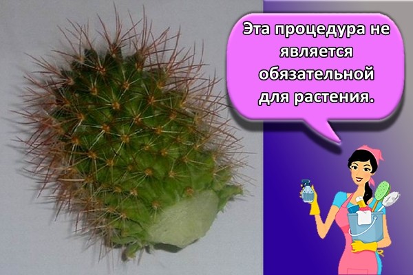 Эта процедура не является обязательной для растения.