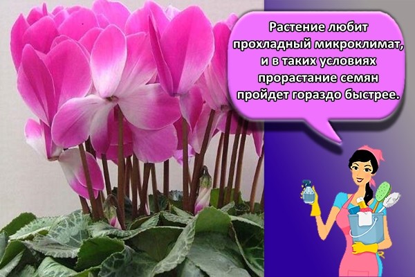 Растение любит прохладный микроклимат, и в таких условиях прорастание семян пройдет гораздо быстрее.