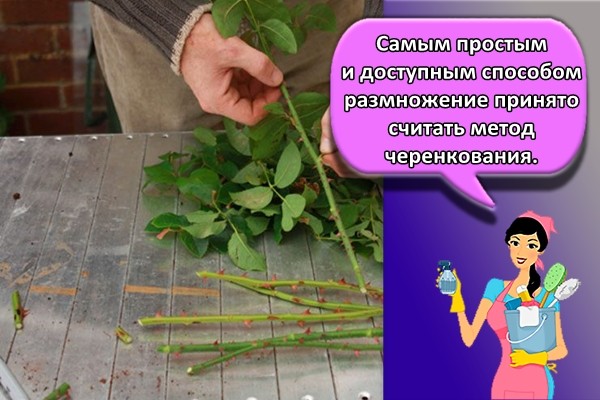 Самым простым и доступным способом размножение принято считать метод черенкования.