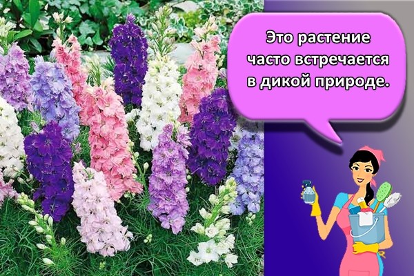 Это растение часто встречается в дикой природе.